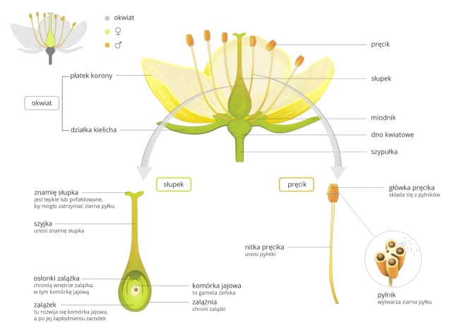 Jakie są podstawowe elementy budowy tulipana w botanice? Jakie są podstawowe elementy budowy tulipana w botanice?